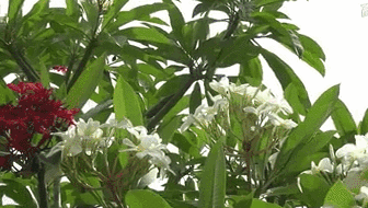 云南西雙版納：雞蛋花盛開！帶你看看一樹多花的奇觀