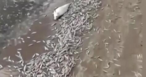 調(diào)查！藍(lán)綠藻暴發(fā) 俄多地魚類大規(guī)模死亡