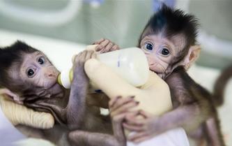 重大突破！兩只克隆猴在中國(guó)誕生
